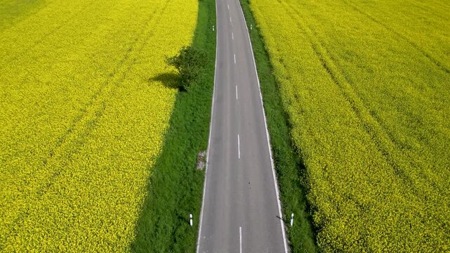 Flying over rapeseed fields in bloom, divided by a street