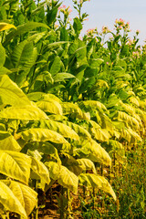 Fototapeta premium Tobacco plants grow in rows under clear skies during the sunny afternoon in a rural field