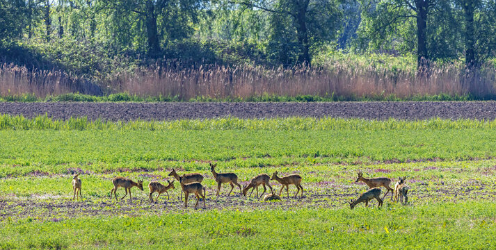 A large group of Roe deer on the isle of Tiengemeten, a Natura 2000 nature reserve in the Netherlands