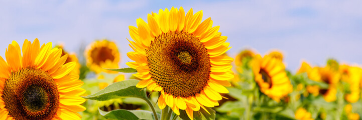 Naklejka premium Sunflowers blooming in a large field under a clear blue sky during summer