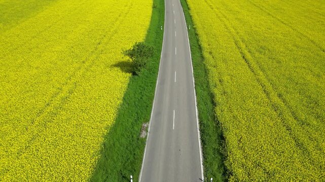 Flying over rapeseed fields in bloom, divided by a street