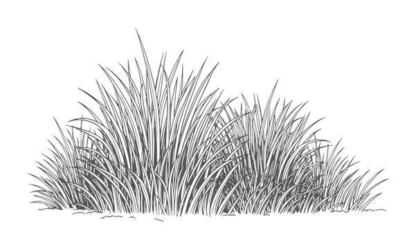 Of dense green grass blades against a white texture nature