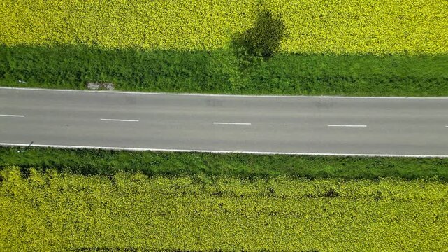 Flying over rapeseed fields in bloom, divided by a street