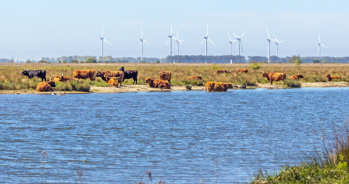 A herd of free roaming Heck cattle on the isle of Tiengemeten, a Natura 2000 nature reserve in the Netherlands; wind turbines fill the horizon 