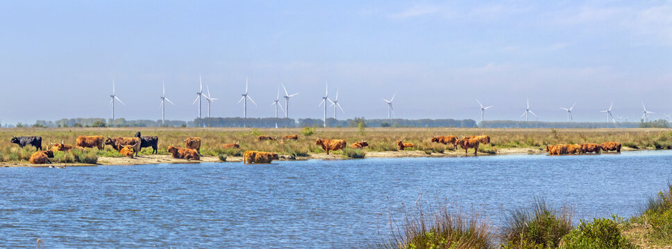 A herd of free roaming Heck cattle on the isle of Tiengemeten, a Natura 2000 nature reserve in the Netherlands; wind turbines fill the horizon 