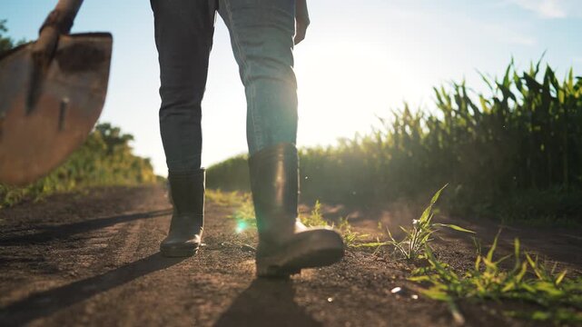 Farmer walking in rubber boot carries metal shovel. Small dog follows dark boot along dirt path. Farmer steps near green corn field. Bright sunlight hits dusty shovel. Farm worker moves forward.