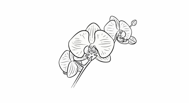 Delicate line drawing of three blooming orchids with a bud on a stem