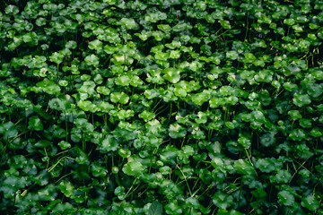Fototapeta premium Water pennywort background 