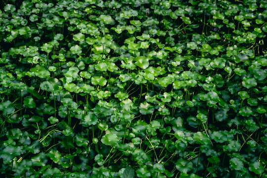 Water pennywort  background 