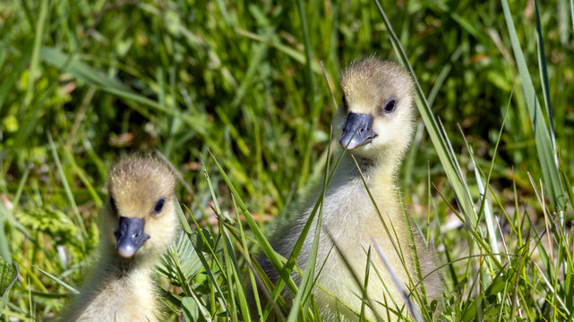 Chicks of greylag geese (Anser anser) feeding on tall grasses
