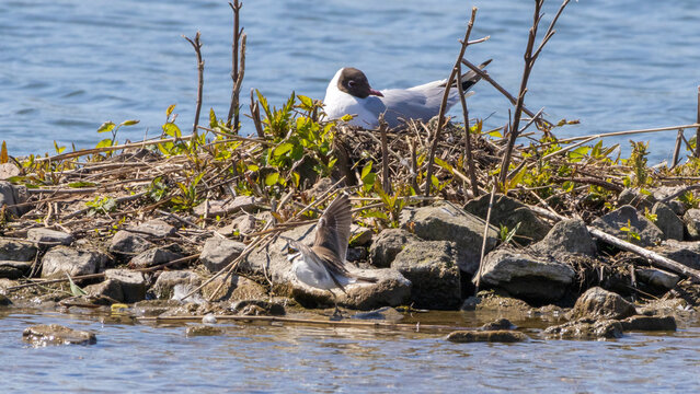 Breeding black-headed gull (Croicocephalus ridibundus) on a next on a small island in a swamp. 