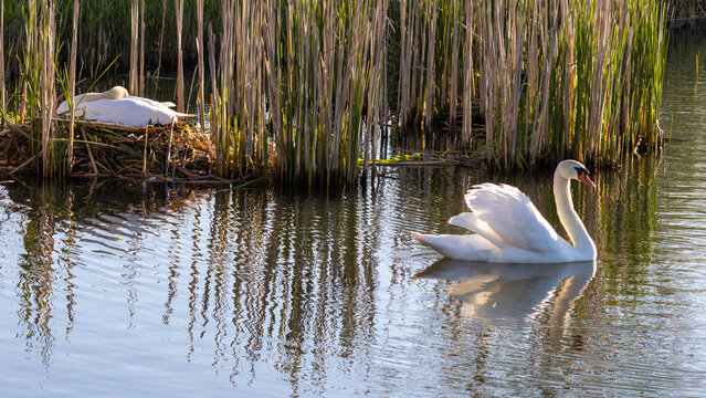 Female mute swan (Cygnus olor) on a nest in a reed swamp; a busking male swimming nearby, in early morning sunlight 