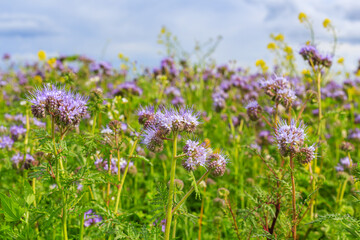 Obraz premium Wildflowers bloom in a sunny field during springtime with a blue sky above and clouds drifting slowly