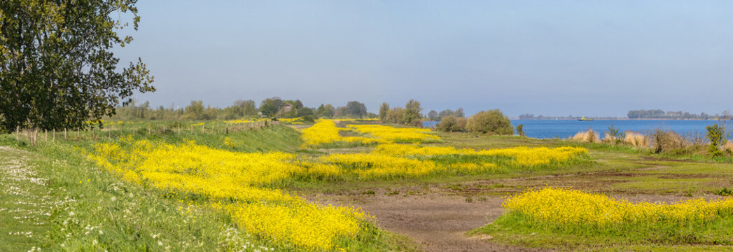 Flowering rapeseed in early spring on the Isle of Tiengemeten, a Natura 2000 nature reserve in the Netherlands