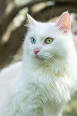 Obraz premium Close up portrait of white fluffy cat with heterochromia ,different eye colors, sitting on blooming magnolia tree outdoors. Curious domestic pet looking around in natural light.