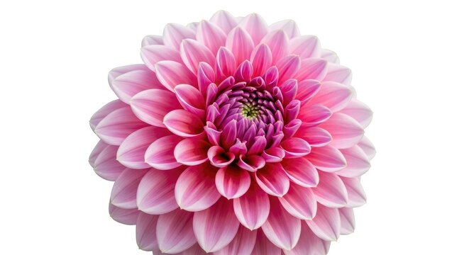 A vibrant pink and purple dahlia flower with a green center, surrounded by a lush green backdrop of leaves.