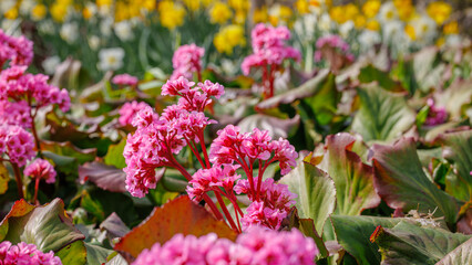 Obraz premium Bergenia cordifolia flowers fill the garden space with yellow daffodils standing tall among pink blooms creating a lively setting during springtime