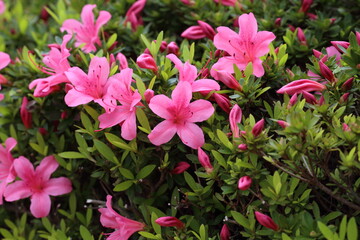 Fototapeta premium 東京 公園のサツキの花とつぼみの密集 / Dense pink azalea flowers and buds with fresh greenery in a park