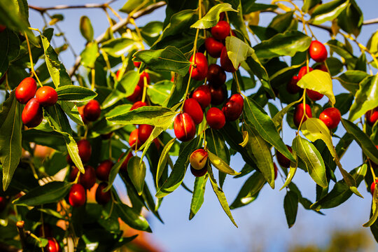 Chinese Dates Grow Abundantly on Branches in a Vibrant Garden Under a Clear Sky