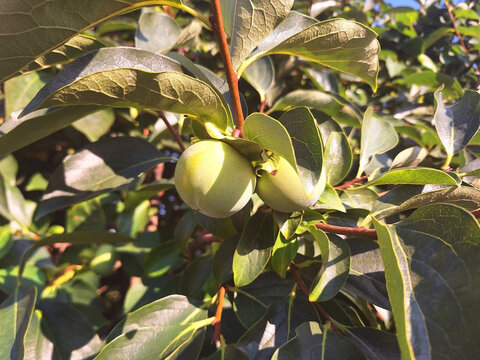 Two green unripe diospyros or persimmon fruits grow on a tree in the garden.