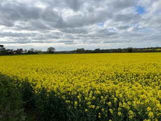 Obraz premium Stunning landscape rape seed beautiful yellow flower plant growing in agricultural farm land field in rural Norfolk late Spring early Summer with cloudy grey blue sky and horizon trees scene