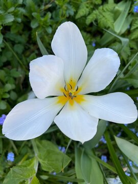 Close up of  Tulip, the beautiful single flower with six petals viewed from above showing yellow centre and stamens pollen to attract bees growing in country allotment garden with leaves soil bed