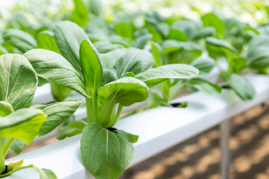 Young Pak Choi from Hydroponic farming, organic vegetable, healthy food