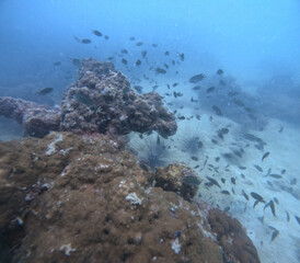 coral reef and sea © Miles Woodworth