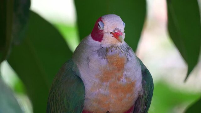 A male Jambu fruit dove (Ramphiculus jambu) perches on a branch under the tree canopy, close up shot.
