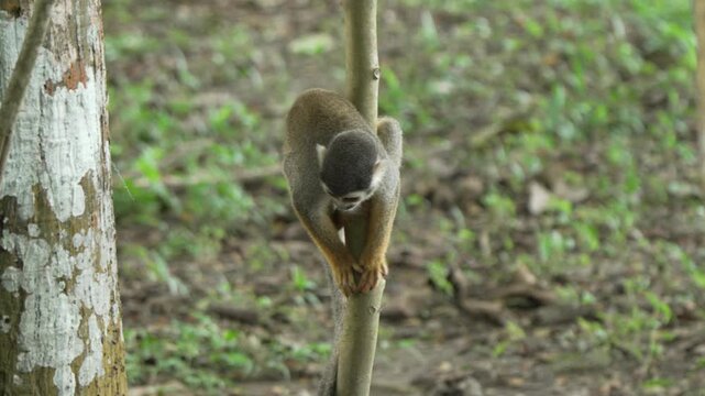 A squirrel monkey skillfully navigates a slender tree trunk in a lush Amazon setting. Perfect for wildlife documentaries or educational content on primate behavior.