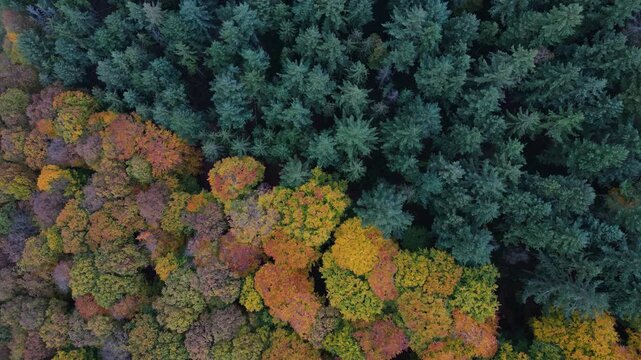Flying over colorful woodlands next to a agricultural forest in late autmn