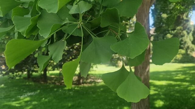 Lush green ginkgo tree leaves moving gently in the wind with a park in the background