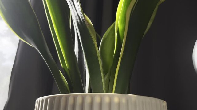 backlit sansevieria foliage crowns fluted ceramic pot evoking serene minimalist biophilic wellness mood
