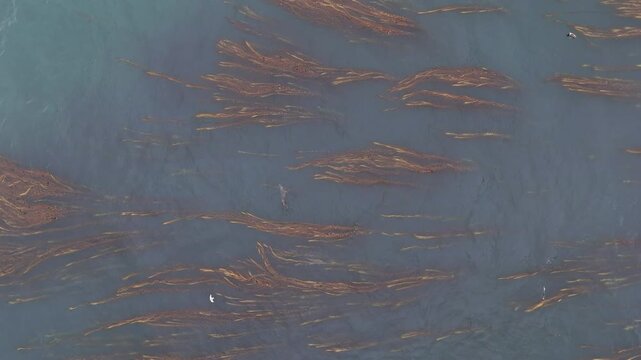 Aerial view of sea lions diving and swimming in seaweed in the South Atlantic ocean, in the falkland islands, descending drone footage