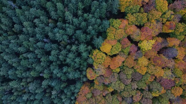 Flying over colorful woodlands next to a agricultural forest in late autmn