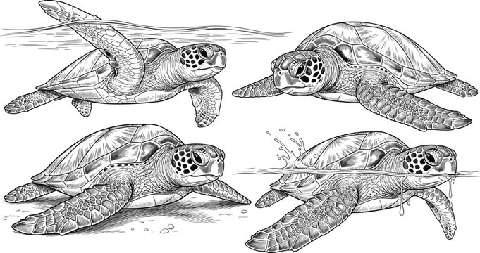 Hand drawn sea turtle illustration set with detailed line art marine wildlife collection featuring realistic ocean animal sketches in vintage engraving style