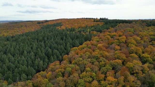 Flying over colorful woodlands next to a agricultural forest in late autmn
