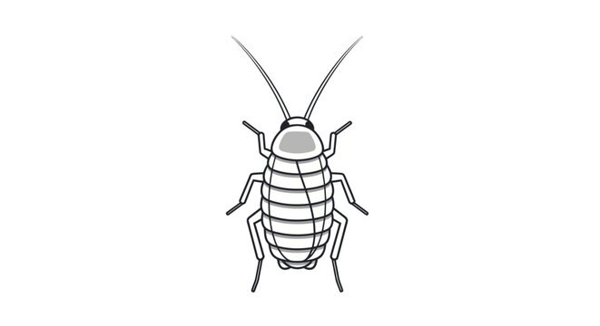 Cockroach Insect Close Up View.