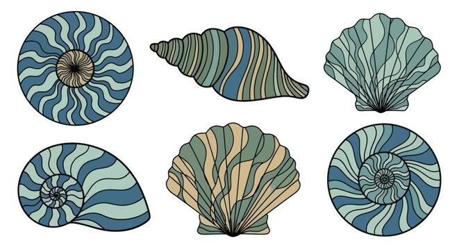 Collection of seashells with patterns.