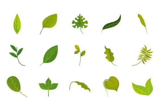 Leaves Illustration Set