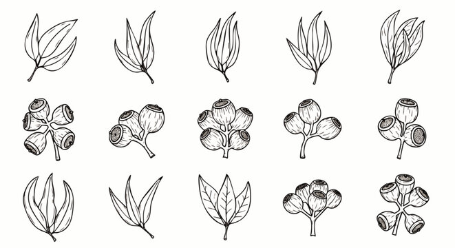 Collection of hand-drawn eucalyptus leaves and gumnuts. Botanical line art illustration of Australian native flora elements, perfect for natural designs.