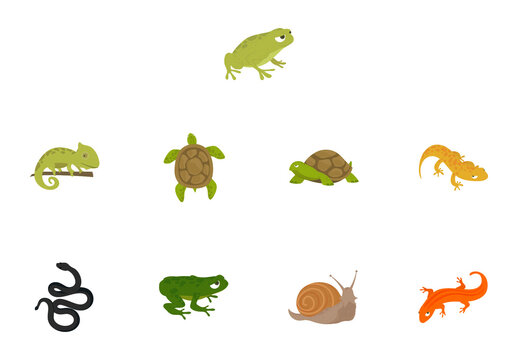 Reptiles Amphibians Illustration Set