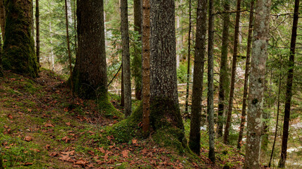 Obraz premium Dense forest floor covered in moss and fallen leaves with tall trees in the background