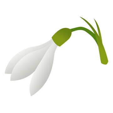 Close up snowdrop flower white petals green stem transparent.