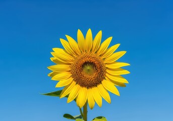 Obraz premium Vibrant yellow sunflowers bloom under a brilliant blue sky, capturing a cheerful spring morning with high contrast and golden lighting, beauty, light, high contrast