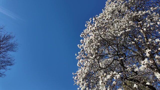 Spring white magnolia Boston park
