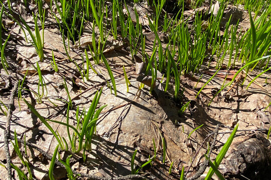 Allium paradoxum, few-flowered garlic, few-flowered leek, wild onion. The first spring grass grows through dry fallen leaves. Green young grass. A sunny spring day.