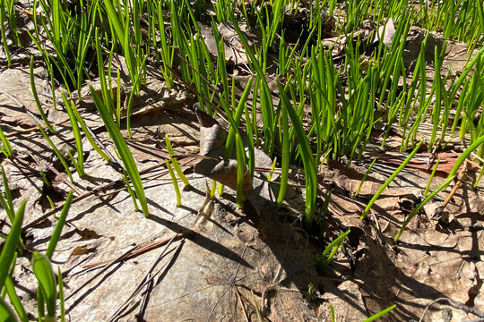 Allium paradoxum, few-flowered garlic, or few-flowered leek, wild onion. Green young grass. The first spring grass grows through dry fallen leaves. A sunny spring day