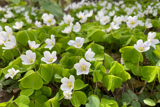 Oxalis acetosella flowers and green leaves. Wood-sorrel small white forest flowers close-up. Shamrock  in a spring forest.