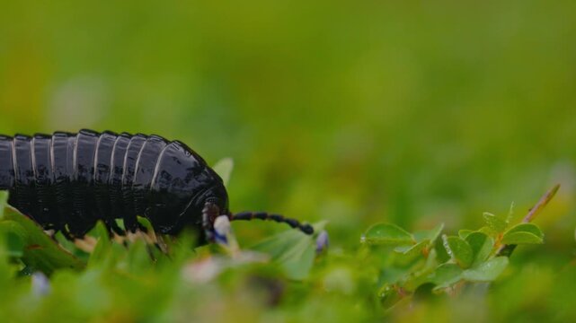 Giant millipede Spirostreptus centrurus crawling through green grass in natural habitat, detailed macro view of a large arthropod moving slowly with many legs, wildlife behavior and texture of segment
